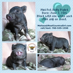 black, pot belly, valley center, california