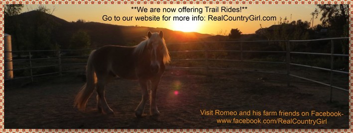 horse back trail rides, hellhole canyon, haflinger horses